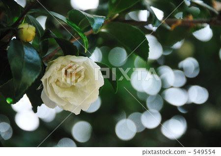 白色山茶花 白色山茶花 549554