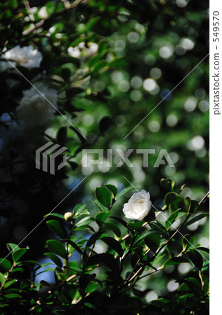 白色山茶花 549570