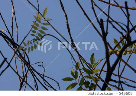 Wisteria trellis Wisteria trellis 549609