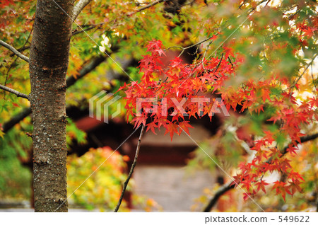 Horyuji寺廟秋葉 Horyuji寺廟秋葉 549622