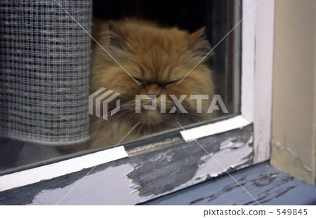 Peeping cat from the window of an old private house in Hungary 549845