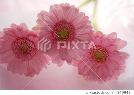 Gerbera Gerbera 549948