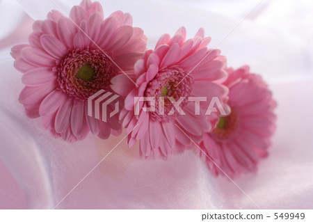 Gerbera 2 Gerbera 2 549949