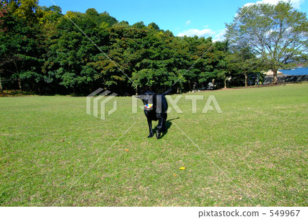 Black Love Black Love 549967