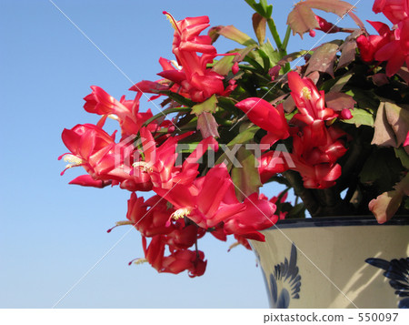 Red Shacoba cactus flower 550097
