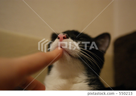 digit, finger, a cat 550213