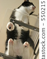 cat, belly, stomach 550215