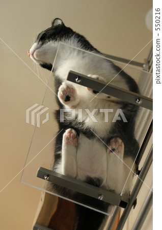 a cat, cat, pussycat 550216