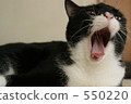 a cat, cat, pussycat 550220