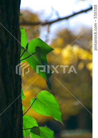 Ivy leaves 550388