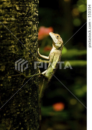 Kinohoritokage Kinohoritokage 550394