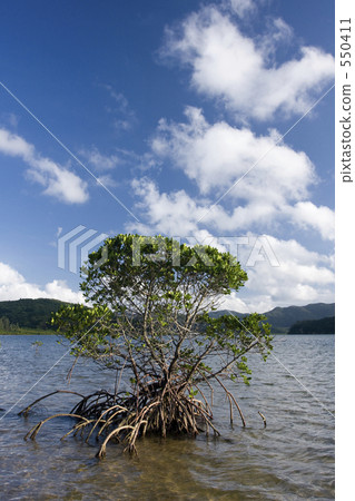 mangrove 550411
