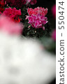 Cyclamen 5 550474
