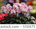 Cyclamen 4 550475