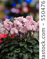 Cyclamen 3 550476
