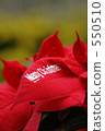 Christmas poinsettia 550510