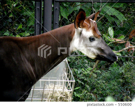 Okapi (during meal) 550600