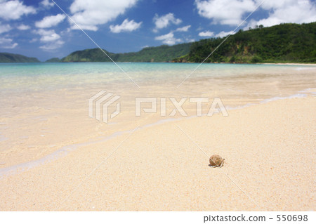 Hermit crab of Iriomote Island 550698