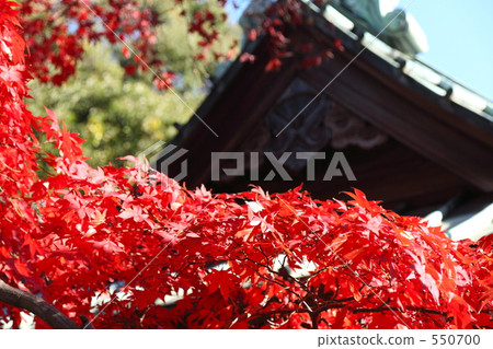 Autumn leaves 550700