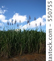sugarcane field, Okinawa, miyakojima 550755