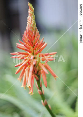 Aloe flowers 550809