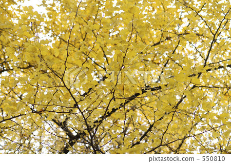 Autumn leaves and ginkgo biloba 550810