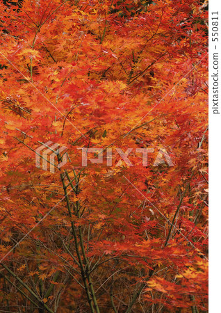 A view of autumn leaves / autumn 550811
