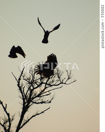 Three wings Three wings 550882