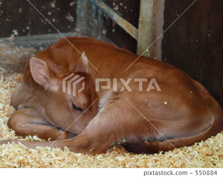 Konoshi Konoshi Konoshi Konoshi 550884