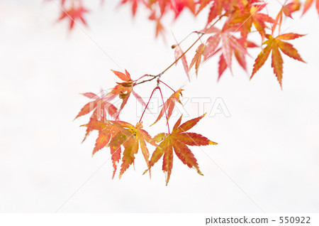 Wrapped in the light of late autumn Wrapped in the light of late autumn 550922