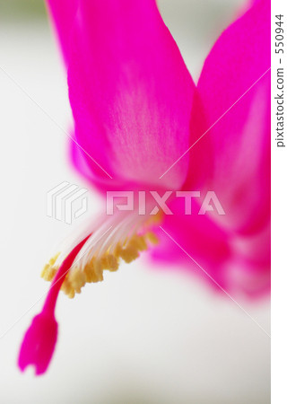 Shakoba Saboten花 Shakoba Saboten花 550944