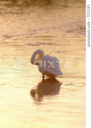 Twilight swan 551243