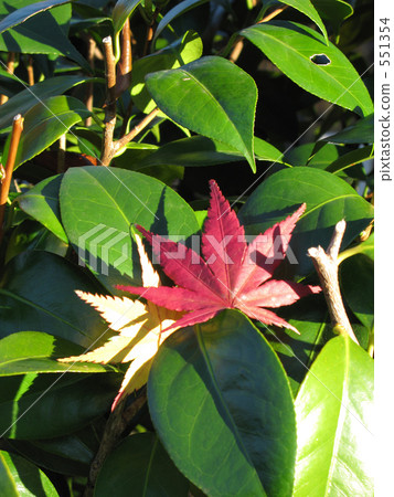 紅色突破點 551354