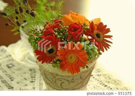 Gerbera Gerbera 551375