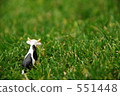 Strayed cattle 551448