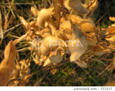 Soybean of the field seen from directly above Soybean of the field seen from directly above 551527