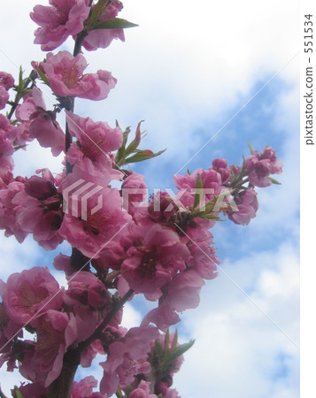 花桃 花桃 551534