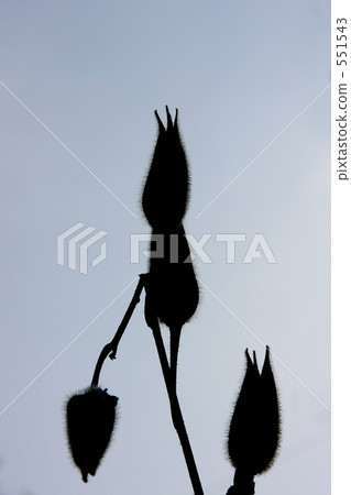 冬天的到來 551543