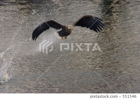 White-tailed eagle 551546