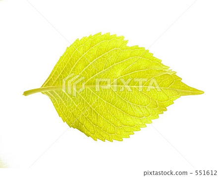 樹葉 葉 葉子 551612