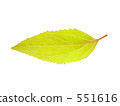 leaf, foliage, leaves 551616