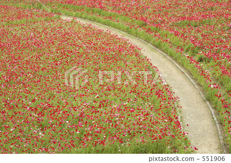 Poppy garden 551906