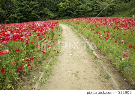 A road surrounded by poppies A road surrounded by poppies 551909