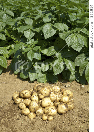 Potato field 551914