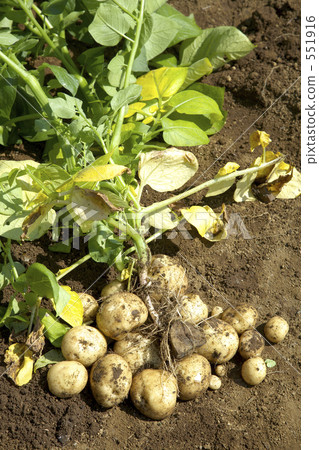 Potato field 551916