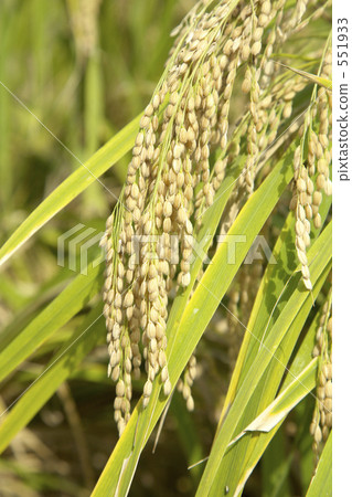 Rice field Rice field 551933