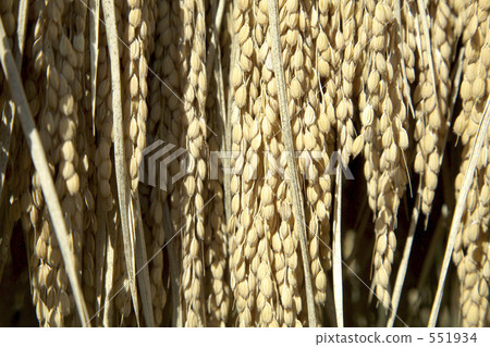 Rice spoon dried rice Rice spoon dried rice 551934