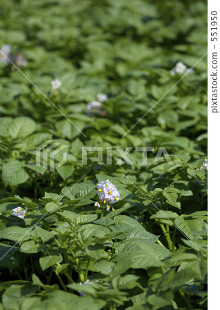 Potato flowers Potato flowers 551950