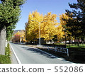松本 松本[日本本州島中部城市 銀杏 552086