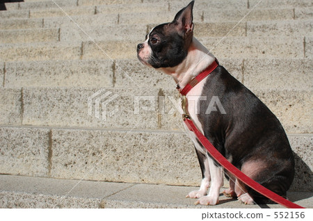 boston terrier, wise, sit down 552156